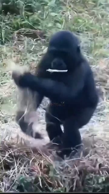 байкер на приколе