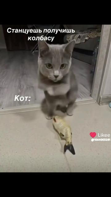 танцы танцы мур мур