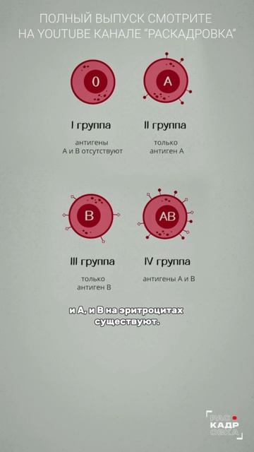 Чем отличаются группы крови?

Полный выпуск смотрите на канале "Раскадровка"