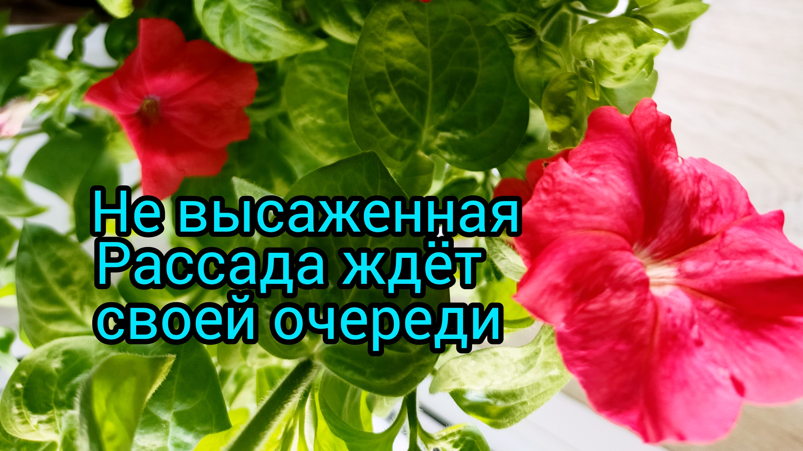 Доброе☀️утро☔19-05-2025Клумба,рассада ждёт 🌿 #сад #цветы #жизнь инвалида #обзор рассады #рассада