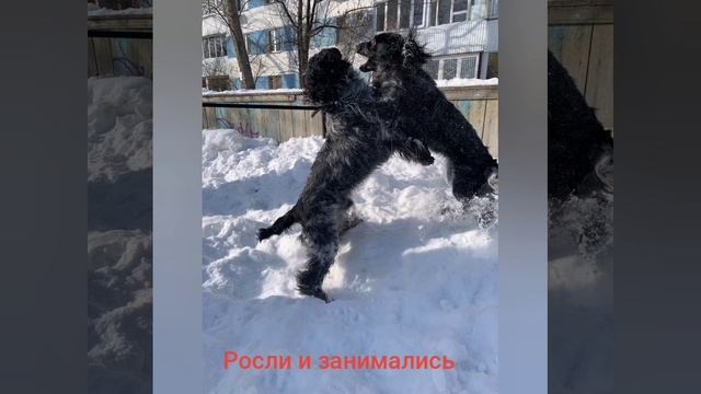 С днем рождения