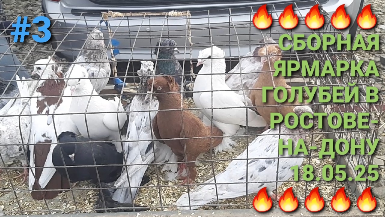 🔥🔥🔥 Сборная ярмарка голубей в Ростове на Дону. Птичий рынок 18.05.25. Часть 3. Pigeons Fair.