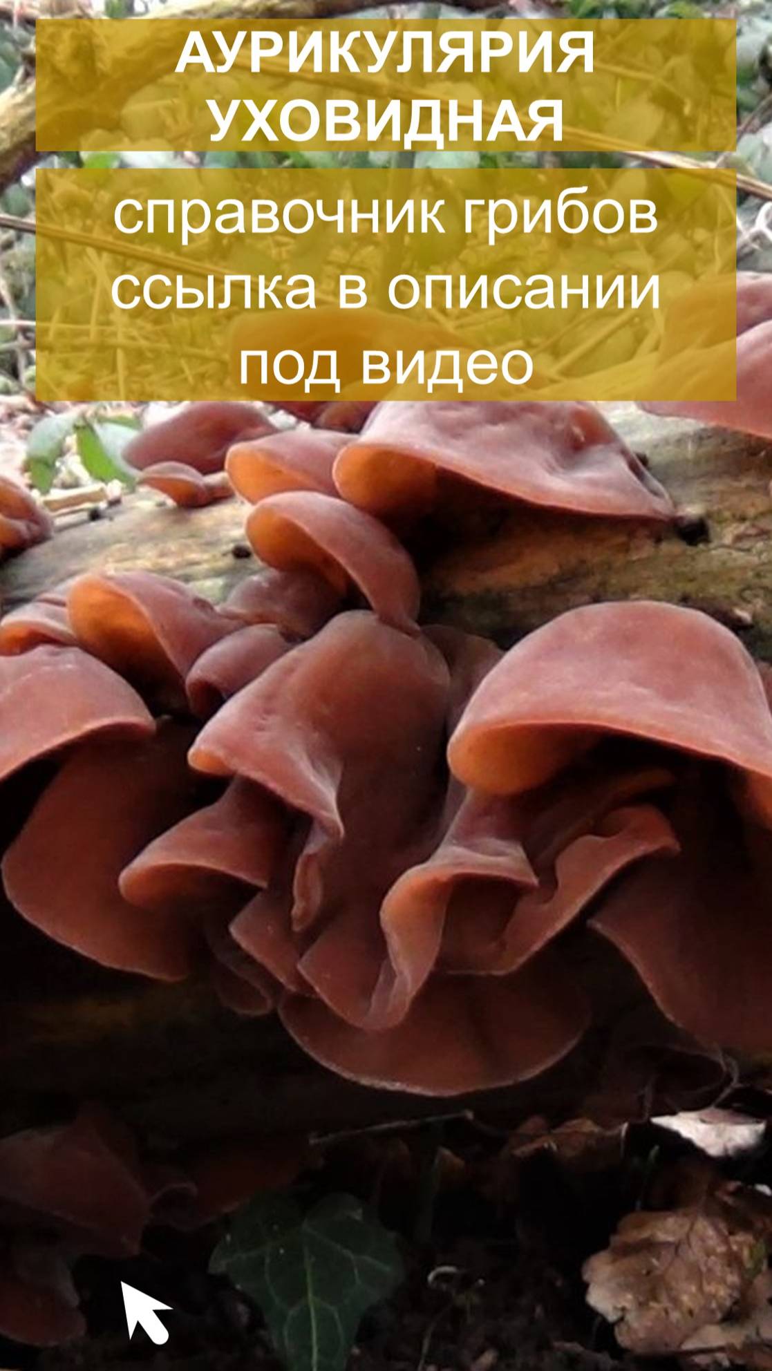 Аурикулярия уховидная - справочник грибов