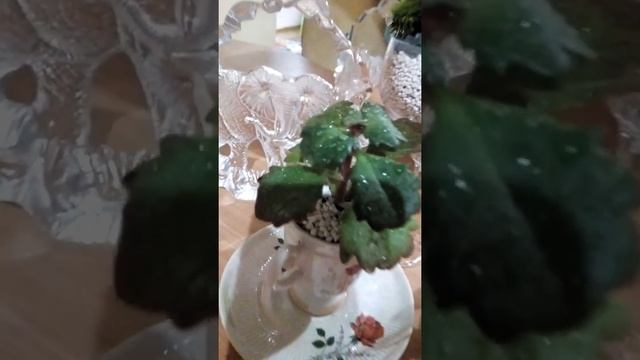 Наши композиции
