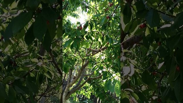 Чтобы черешня дала урожай🍒#дача