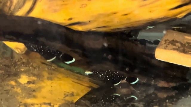 ОБЗОР АКВАРИУМОВ И РЫБ, КОТОРОГО ДАВНО НЕ БЫЛО. Новости. Новые ОЧЕНЬ КРУТЫЕ рыбы. Создал телеграм.