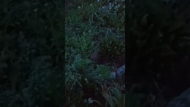 Похоже вкусняшки у кошек подъедать ходит🦔