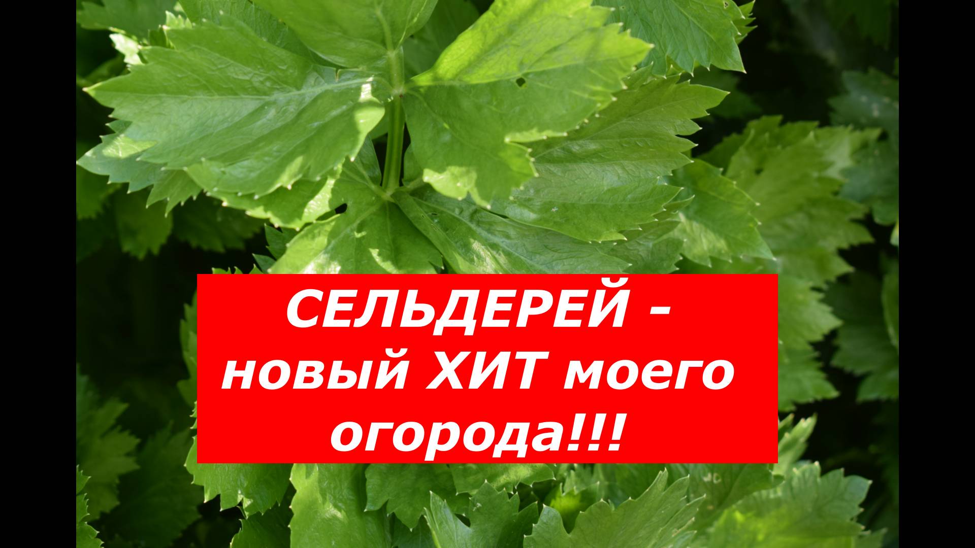 Сельдерей. Идеальный способ посева на рассаду. Когда высадить в открытый грунт? #сельдерей #овощи