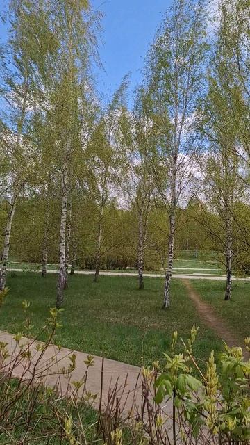 Берёзки в Ланшафтном парке🥰🏞