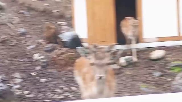 пришли к ламам название в ОПИСАНИЕ