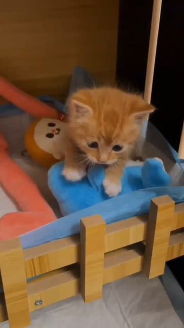 😺