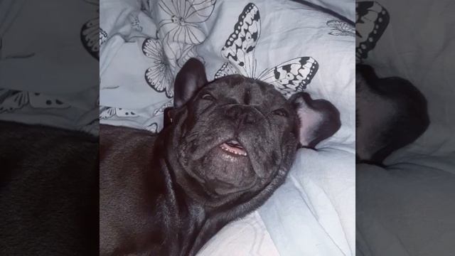 Французский бульдог. Храп😴😅