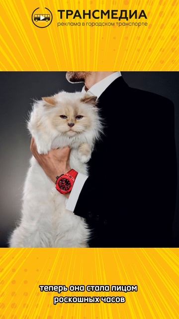 самая стильная кошка в мире?