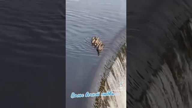 Волшебный вальс вечной любви, под музыку: Мой ласковый и нежный