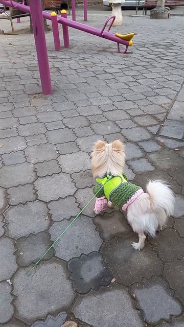 71. Молочные зубки у шпица. Вырывать? #dog #pets #шпиц #pomeranian #pomeranianpuppy #шортс #shorts