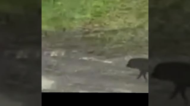 СМЕРТЕЛЬНЫЙ НОМЕР - ГРИФ ГЛОТАЕТ ОГРОМНУЮ КОСТЬ