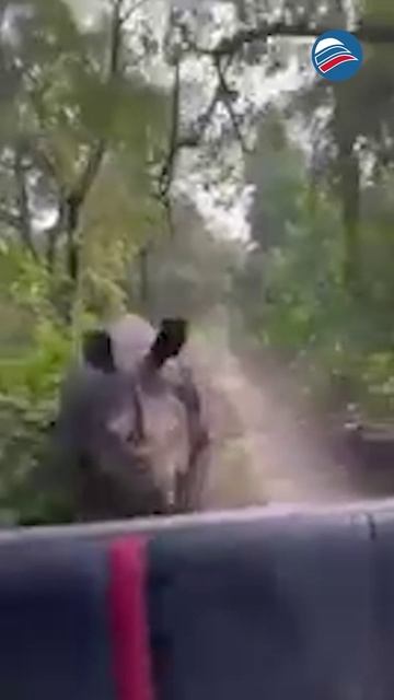 Носорог атаковал автомобиль сотрудника нацпарка Казиранга