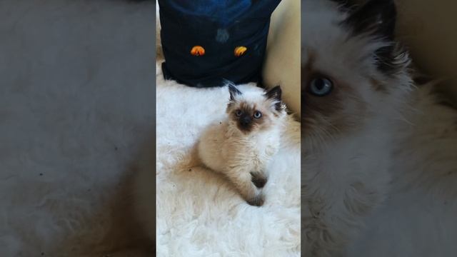 Котята Невская Маскарадная