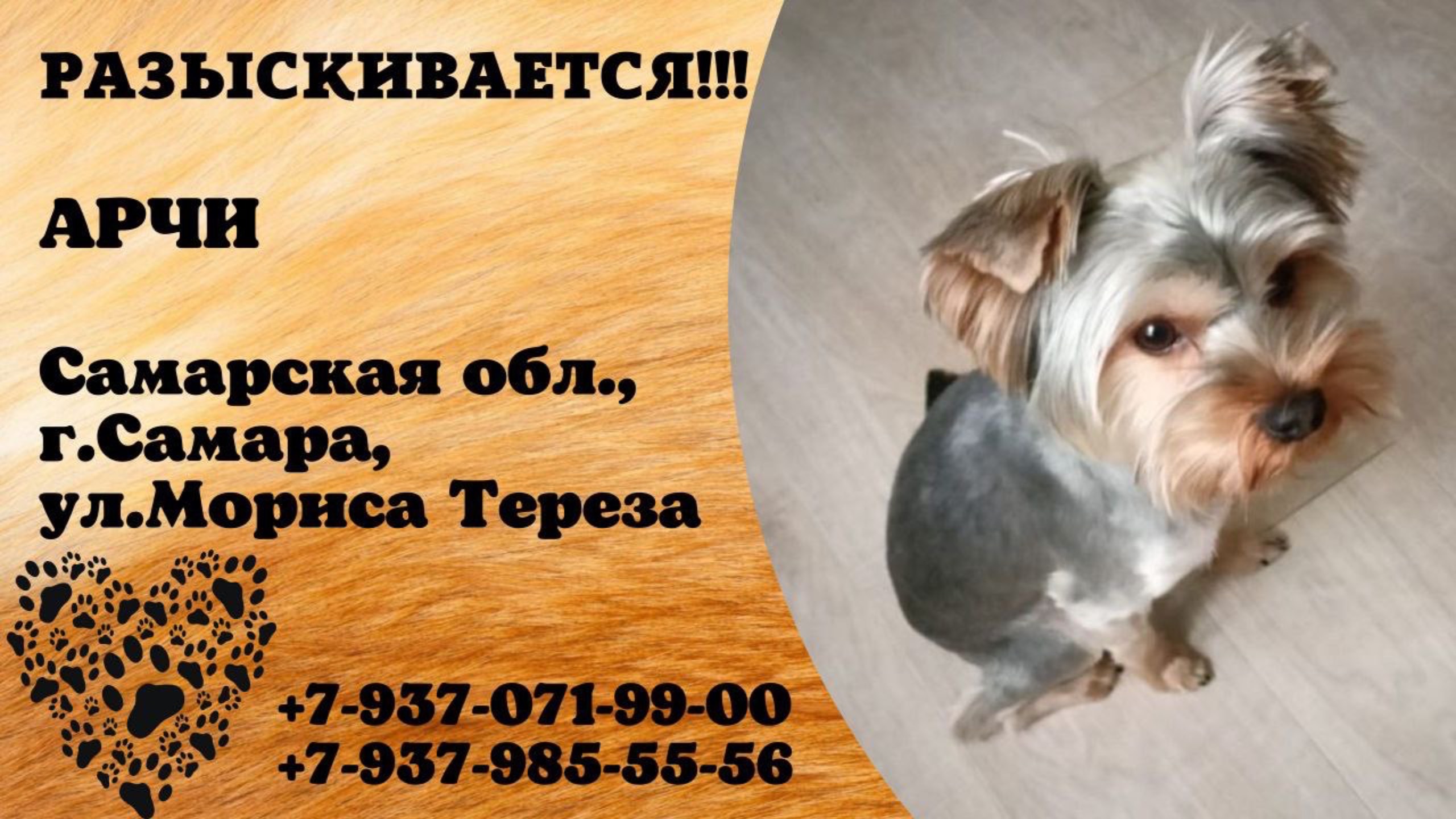 Пропала собака! АРЧИ. Самарская обл., г.Самара.