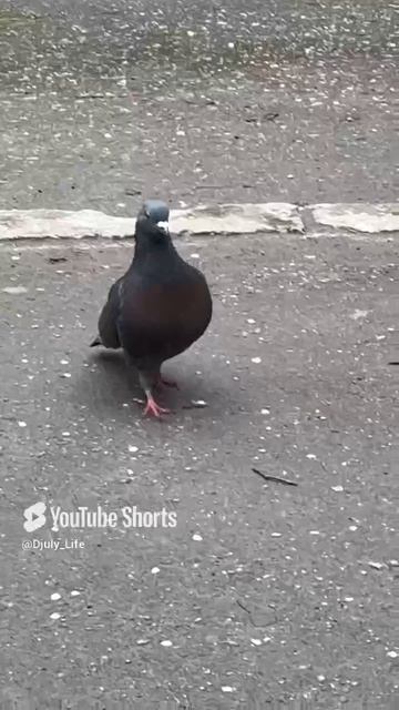 Всем привет от 🕊️, хорошего и бодрого утречка