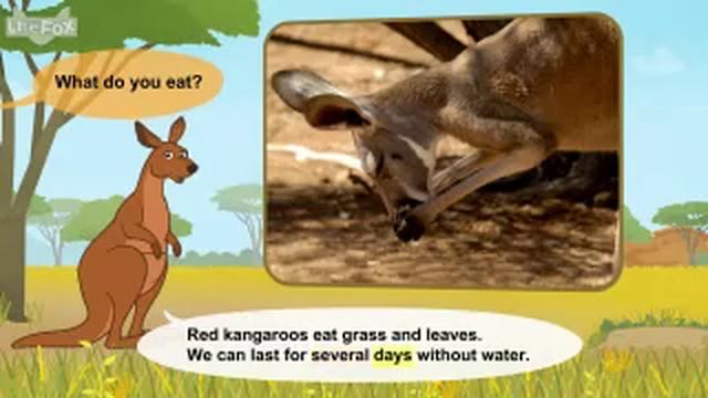 Meet the Animals 27_ Red Kangaroo _ Level 2 _ By Little Fox