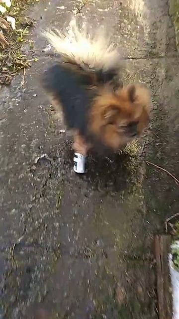 Мой шпиц первый раз в батинках