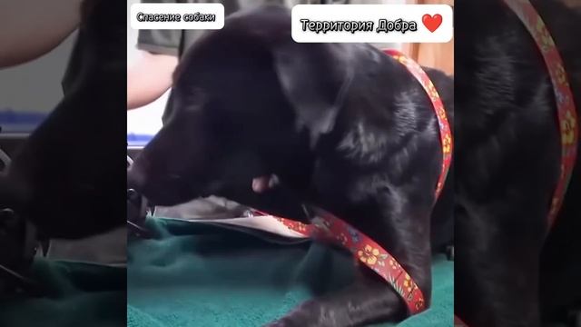 Спасение собаки из капкана 🥰