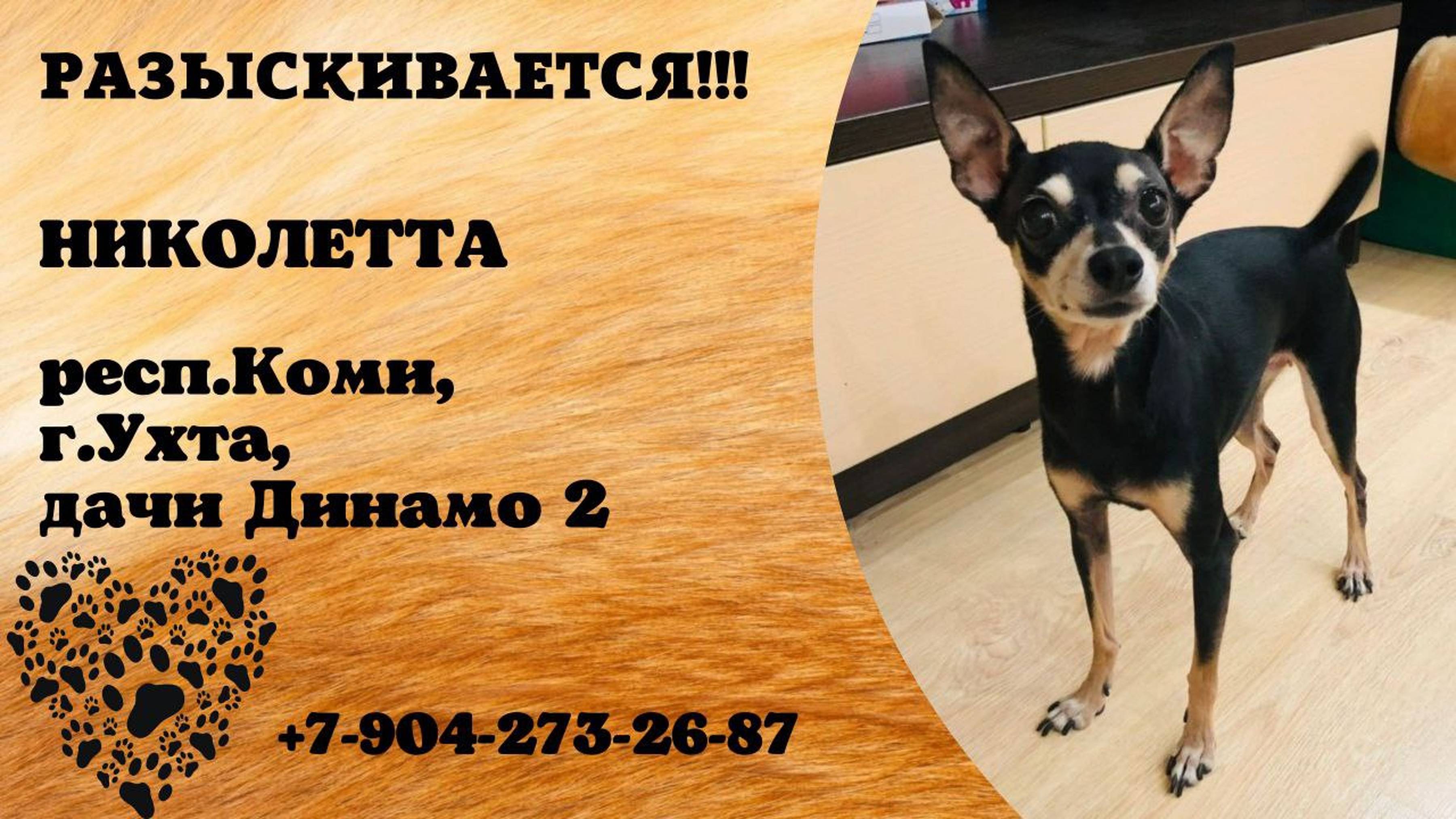 Пропала собака! НИКОЛЕТТА.  респ. Коми, г. Ухта