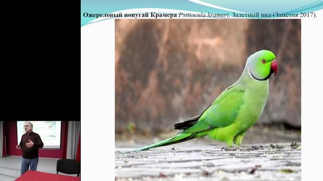 Открытая лекция «Бёрдвотчинг: новые и редкие виды птиц в орнитофауне Ленинградской области».