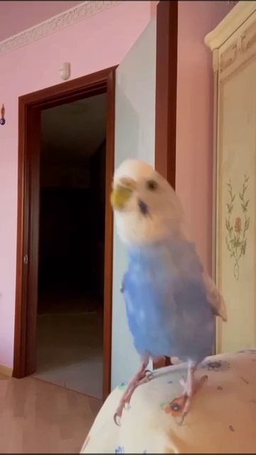 Всем бодрого утра! 🦜🦜🦜
