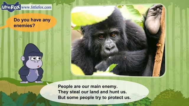 Meet the Animals 2 _ Mountain Gorilla _ Wild Animals _ Little Fox _ Animated Sto