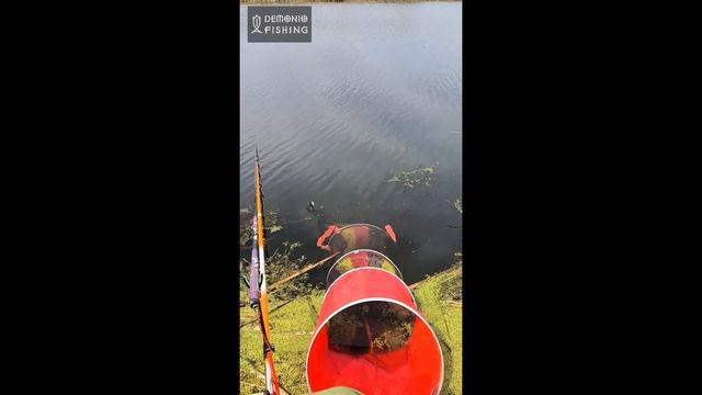 Очередное испытание нашего теста для херабуны.