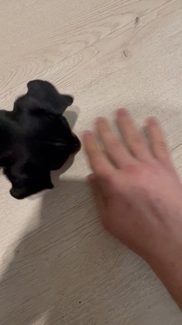 Обучение щенка.команда «Нельзя «