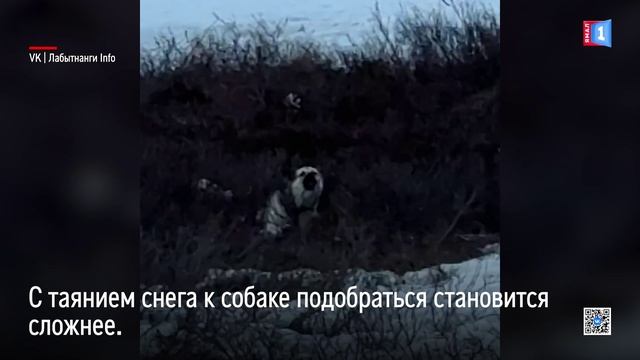 В тундре в районе Лабытнанги застряла собака