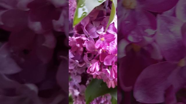 19-05-2025 18 мая Вечерняя сирень после дождя.... Божественный аромат.....