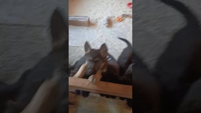 1000021013.mp4