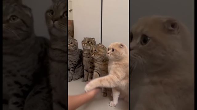Наш TG https://t.me/liveofcats