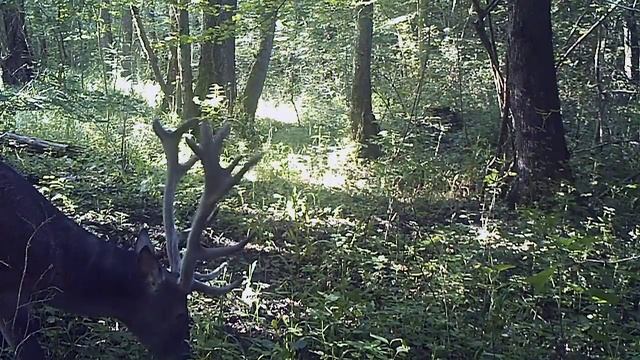 Как олени замечают присутствие фотоловушки
