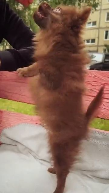 #втренде #pomeranian #потрендам #cute #животныешляйх #puppy #клубпатриот #chihuahua