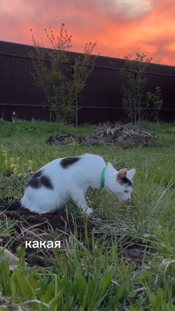 Кот на закате / cat and the sunset #кот#cat#cute#cutecat#кошка#котик#котенок#питомцы#животные#pet #к