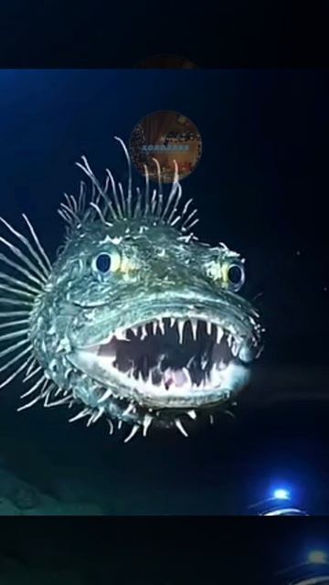Sea monsters
