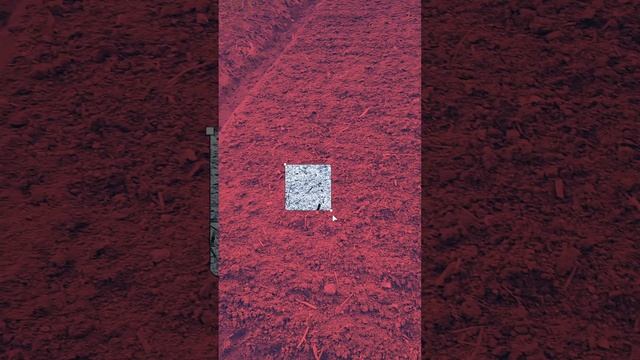 1000024033.mp4 (Собака копает землю под грядки и сажает лук у дома А-фрейм)