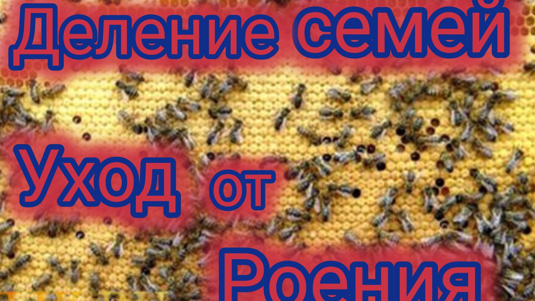 Деление семьи.Уход от роения.