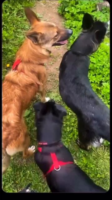 А наши девочки поехали....