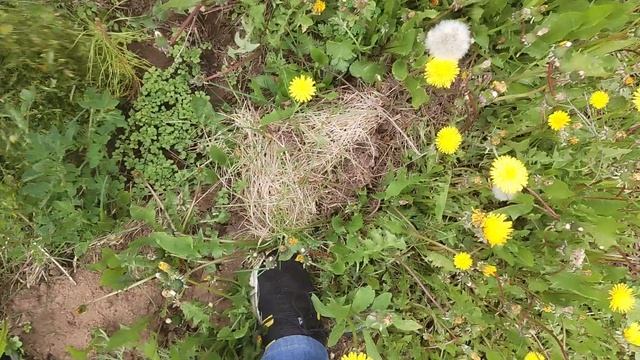 защита деревьев от недостатка влаги