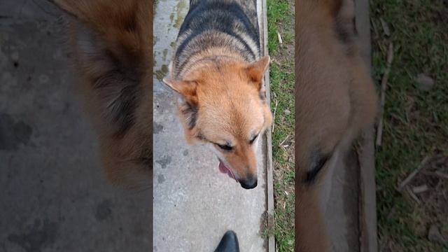 1000024027.mp4 (Собака копает землю под грядки у дома А-фрейм)