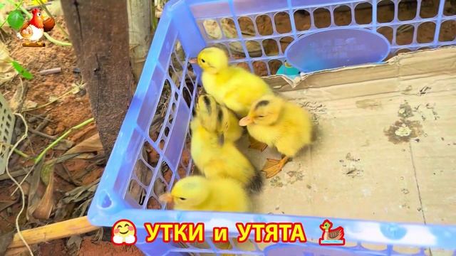 Утки с Утятами гармония во дворе 🦆🤗❣️(2)