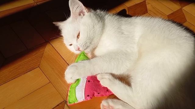 Мягкая игрушка 🍉 Soft toy