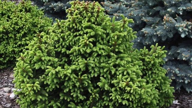 КАРЛИКОВЫЕ ХВОЙНЫЕ ДЛЯ АЛЬПИНАРИЯ и РОКАРИЯ. Dwarf conifers for rock gardens and rockeries.