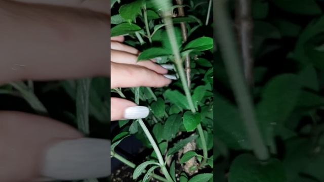 Кассеты,грунт,корни.Журнал работы минипитомника растений.Выпуск 7.